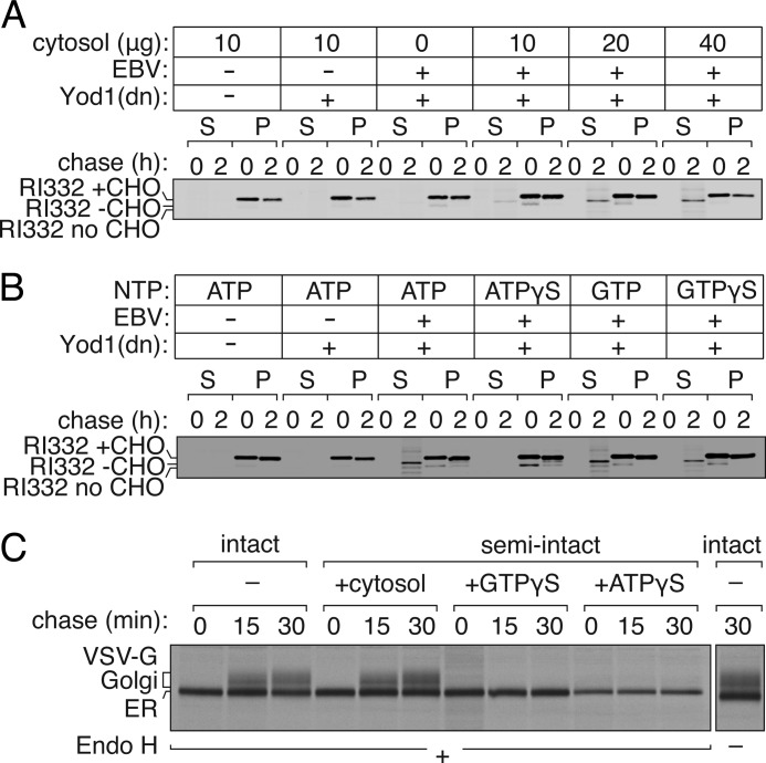 FIGURE 4.