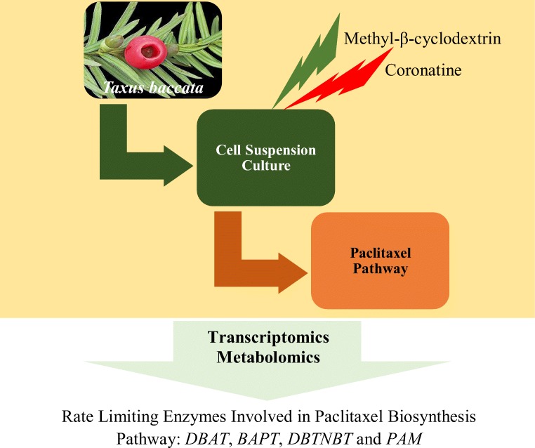 Graphical abstract