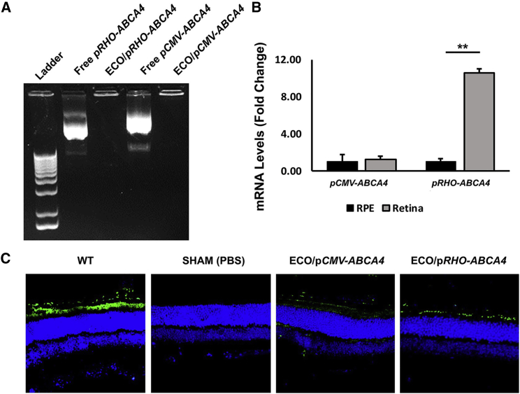 Figure 4