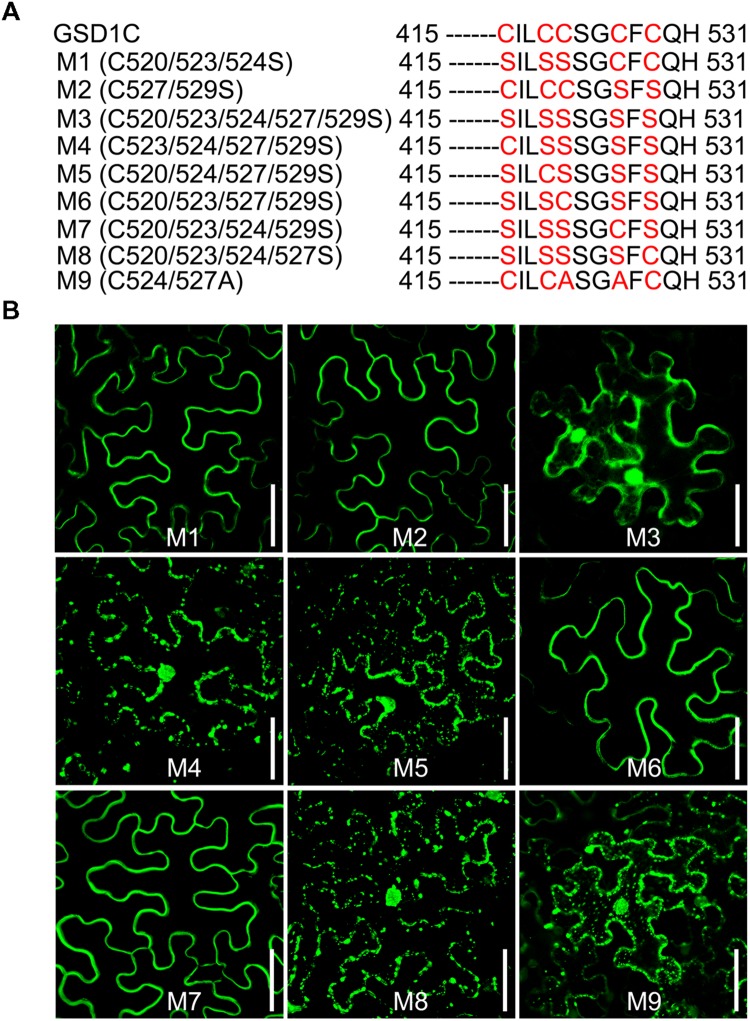 FIGURE 4