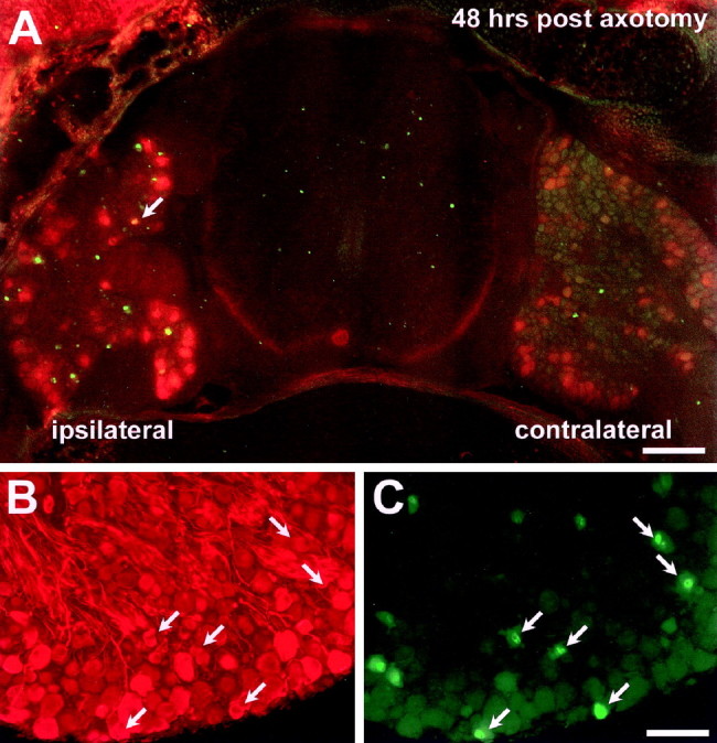 Fig. 4.