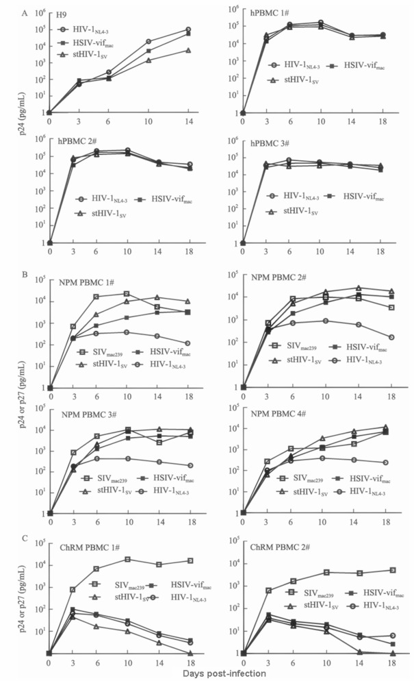 A, B and C are replication of HIV and HSIV in H9 and human PBMCs (hPBMCs), <italic>M. leonina</italic> (NPM) PBMCs, and Chinese rhesus macaque (ChRM) PBMCs, respectively; Infections were carried out at an MOI of 0.01; Replication was monitored by determining the amount of p24 (for HIV/HSIV) or p27 (for SIV<sub>mac239</sub>) per mL at 3- to 4-day intervals post-infection; Cells and donors are indicated at the top of each panel. <italic>M.leonina</italic>; ChRM: Chinese rhesus macaque.