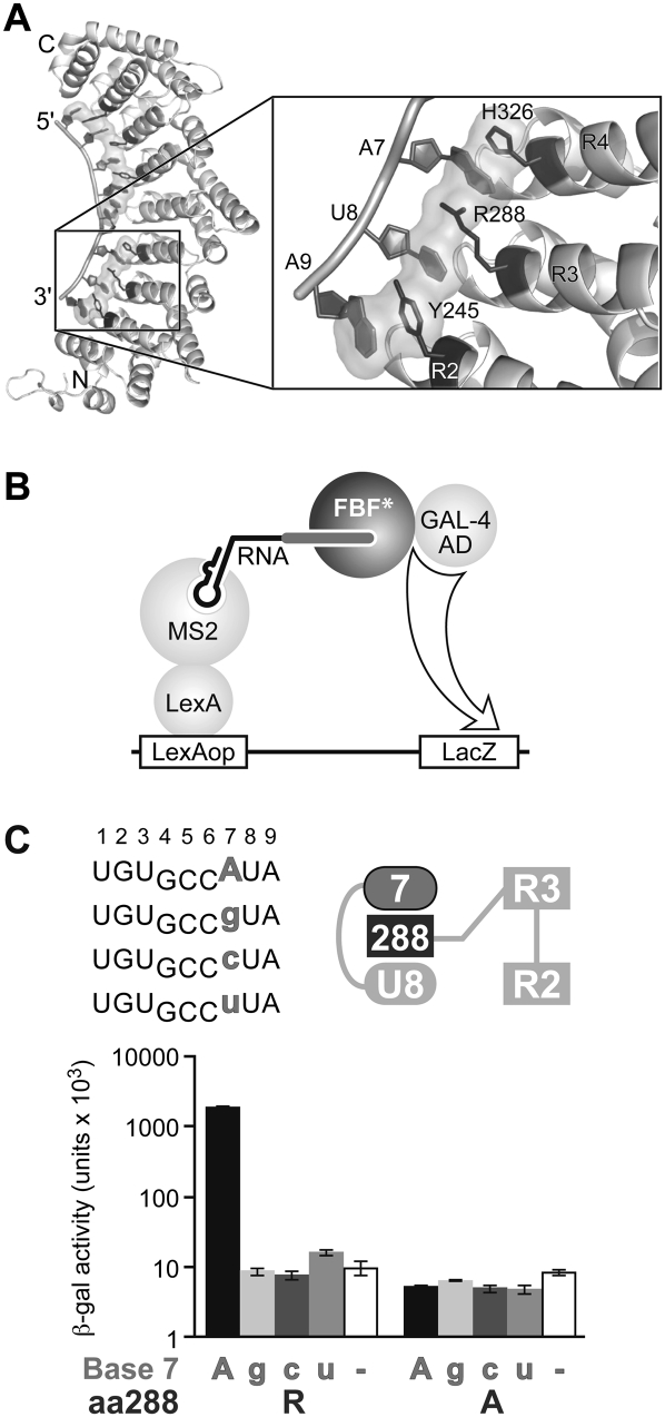 FIGURE 2.