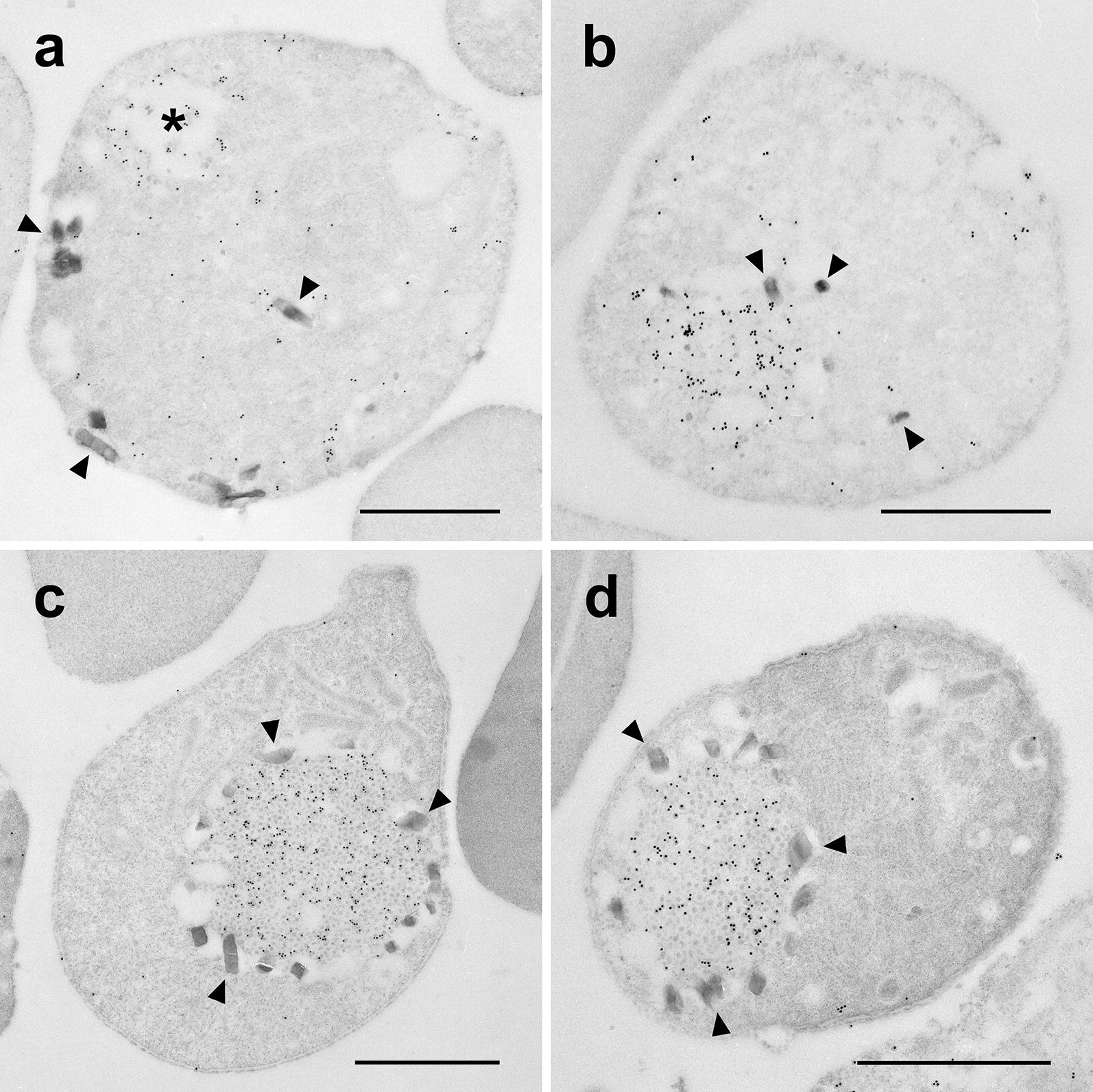 Fig. 4