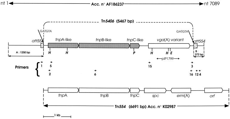 FIG. 1.