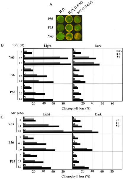 Figure 6.