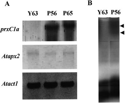 Figure 5.