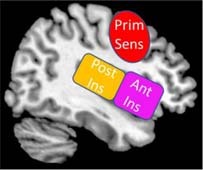 Box 1. Key Brain Regions Involved in Sensory Processing.