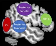 Box 1. Key Brain Regions Involved in Sensory Processing.