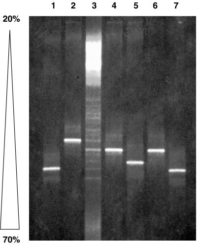 FIG. 6