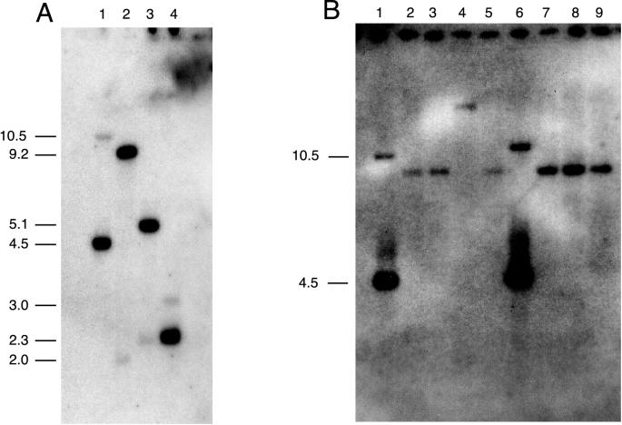 FIG. 3