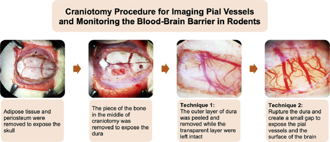 Image, graphical abstract