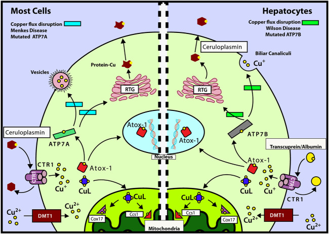 FIGURE 1