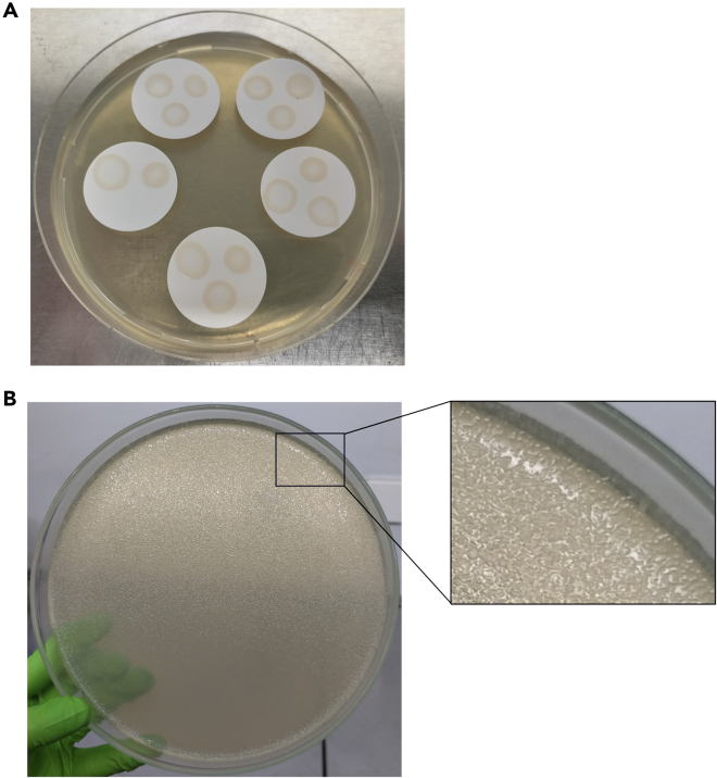 Figure 2