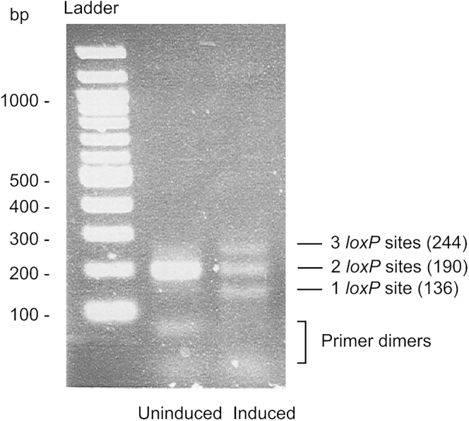 Figure 4