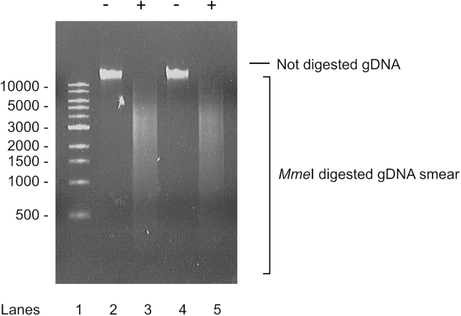 Figure 5