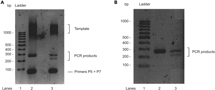 Figure 7