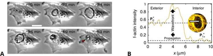 Figure 7.