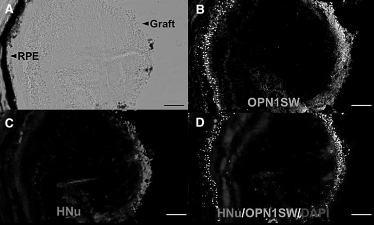 Fig. 4