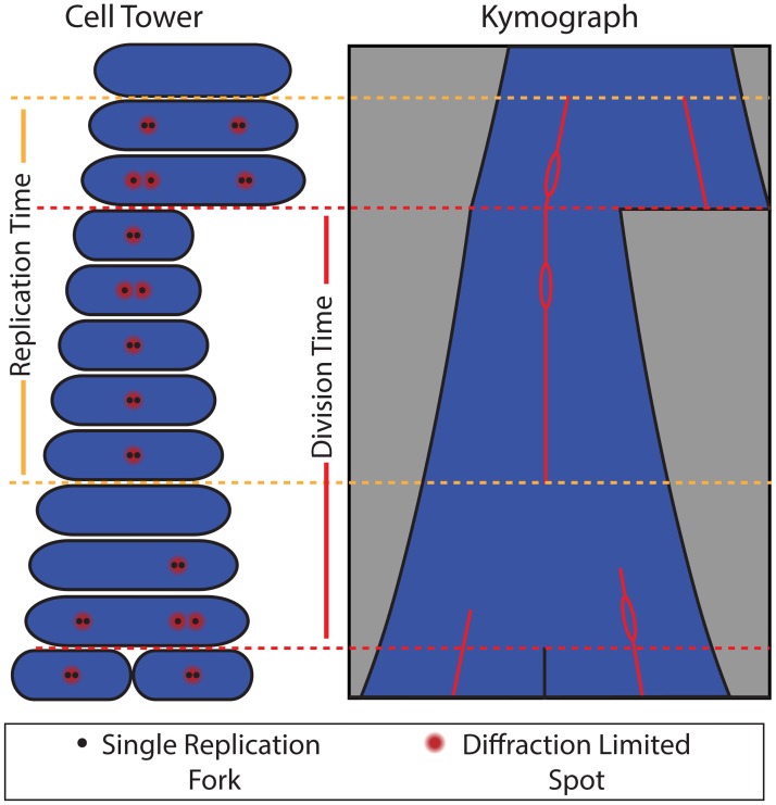 Fig 7