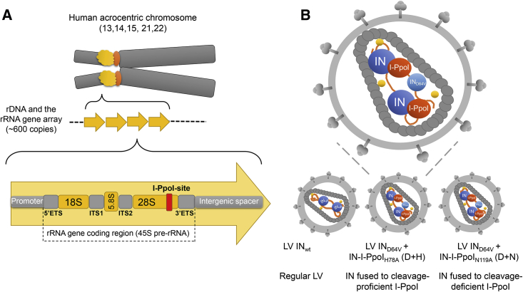 Figure 1