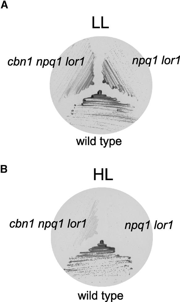 Figure 10.
