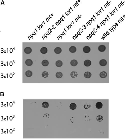Figure 11.