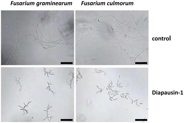 Fig.8