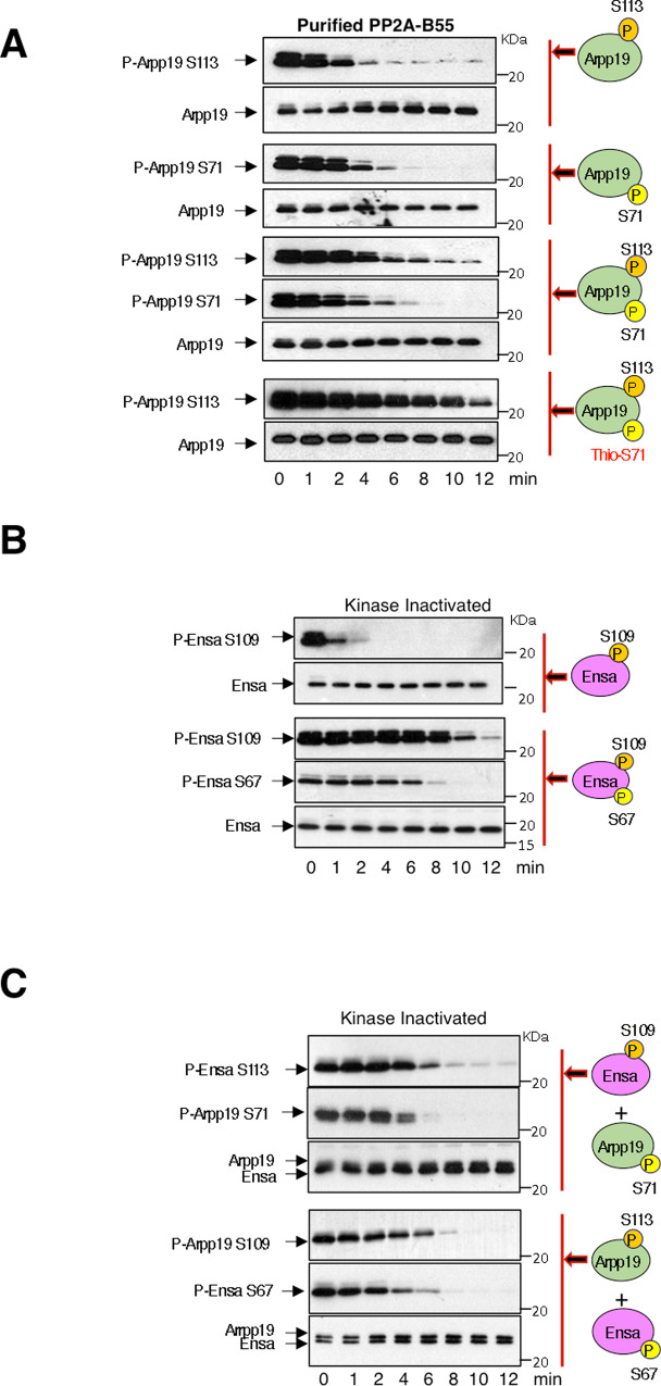 Fig. 9