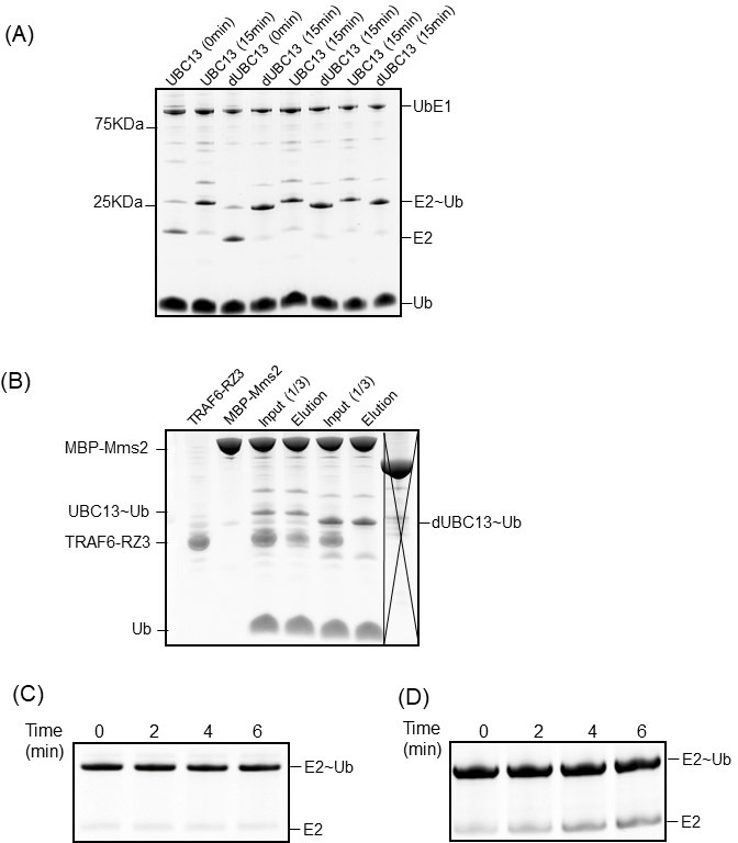 Figure 10—figure supplement 1.