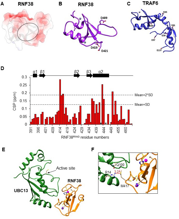 Figure 9—figure supplement 2.