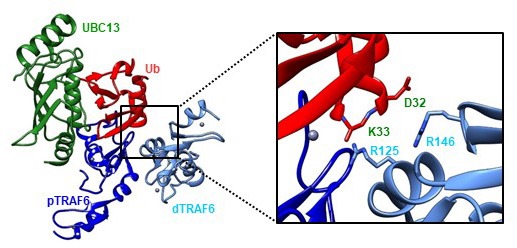 Figure 10—figure supplement 3.