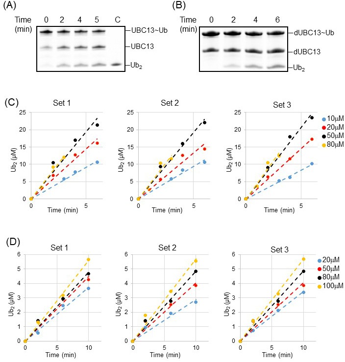 Figure 10—figure supplement 2.