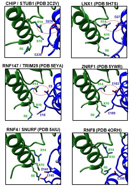 Figure 9—figure supplement 1.