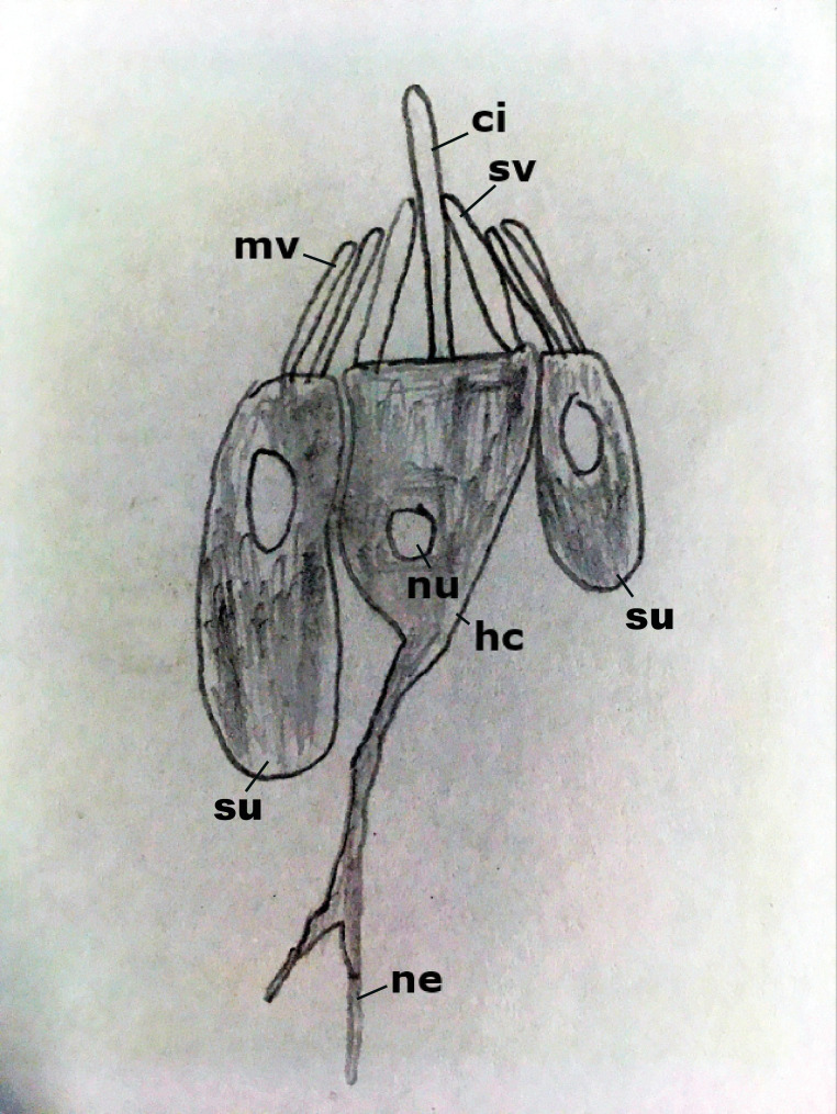 Figure 1—figure supplement 1.