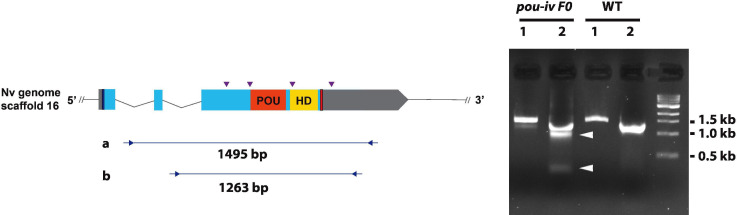 Figure 3—figure supplement 1.