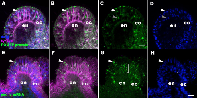 Figure 2—figure supplement 1.