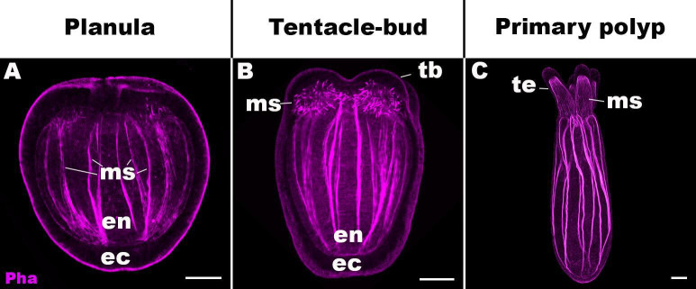 Figure 1—figure supplement 2.