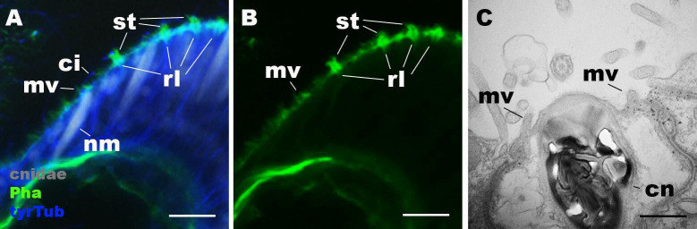 Figure 1—figure supplement 3.