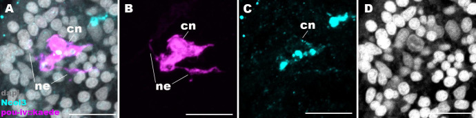 Figure 6—figure supplement 2.