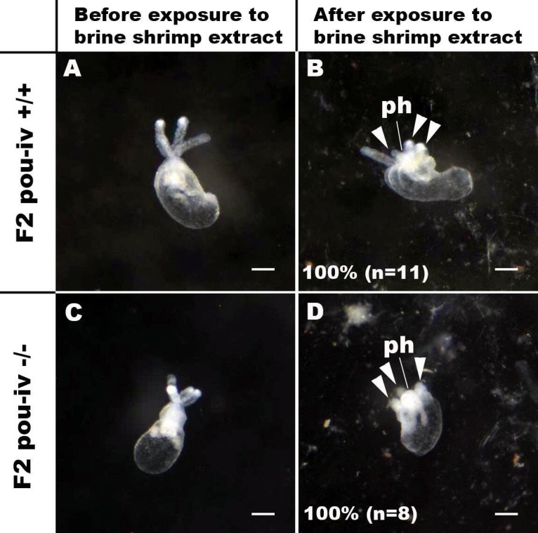 Figure 4—figure supplement 1.