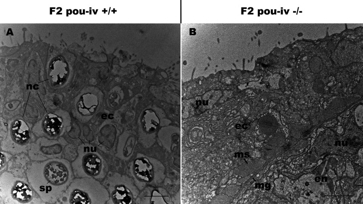 Figure 5—figure supplement 1.