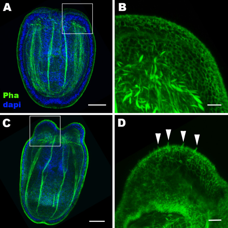 Figure 1—figure supplement 4.