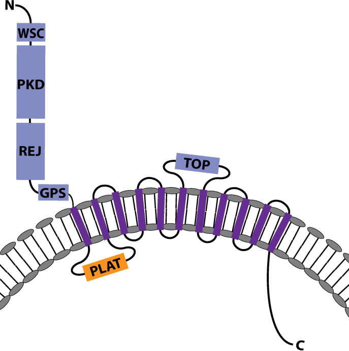 Figure 8—figure supplement 1.