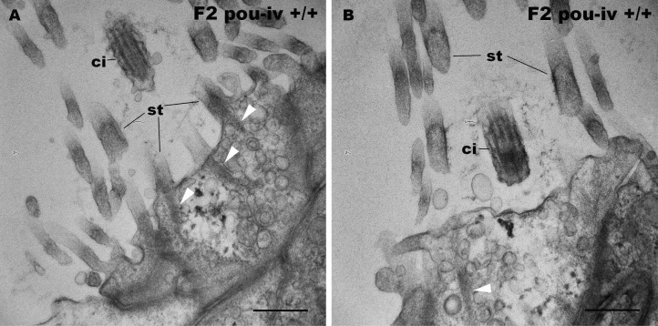 Figure 5—figure supplement 2.