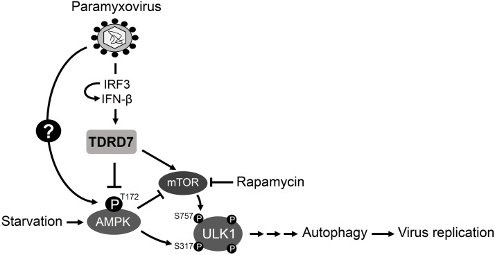 Fig 8