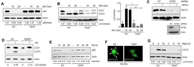 Fig 5