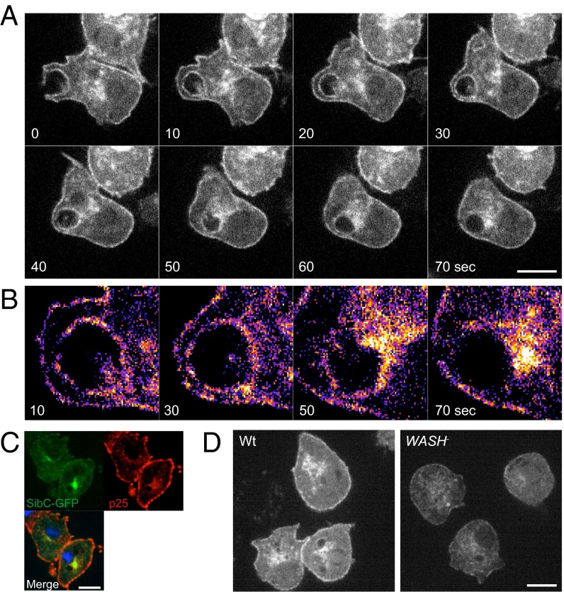 Fig. 8.