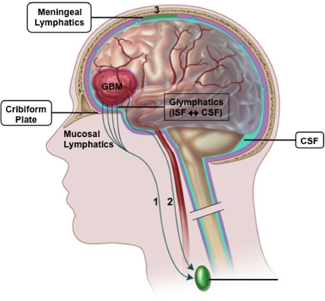 FIGURE 1.