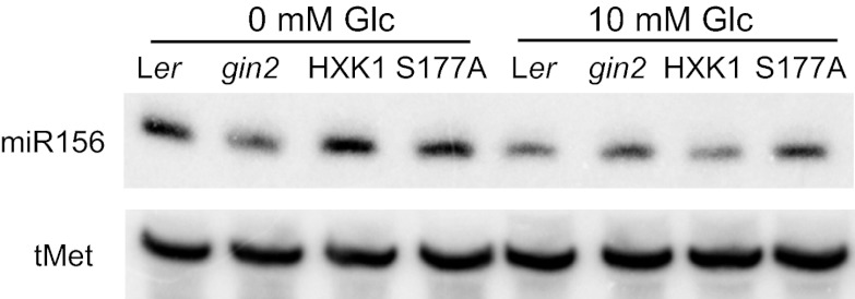 Figure 6—figure supplement 1.